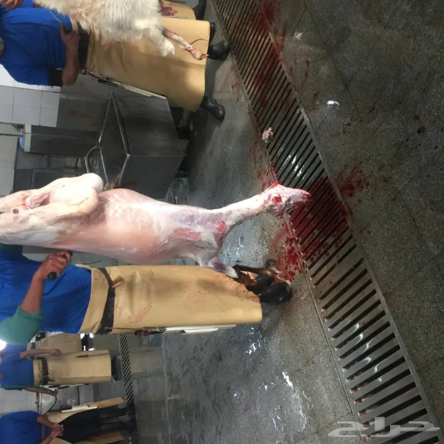 طليان ورخال  للبيع بسعار مناسبة  (image 4)