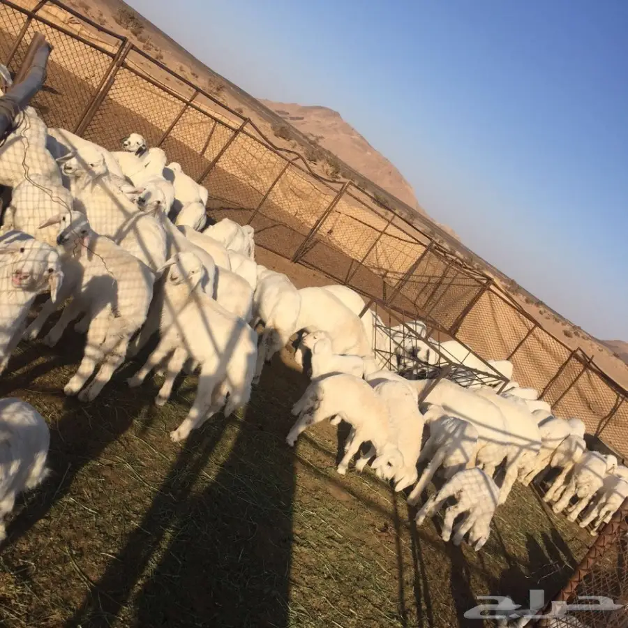 غنم للبيع (image 4)