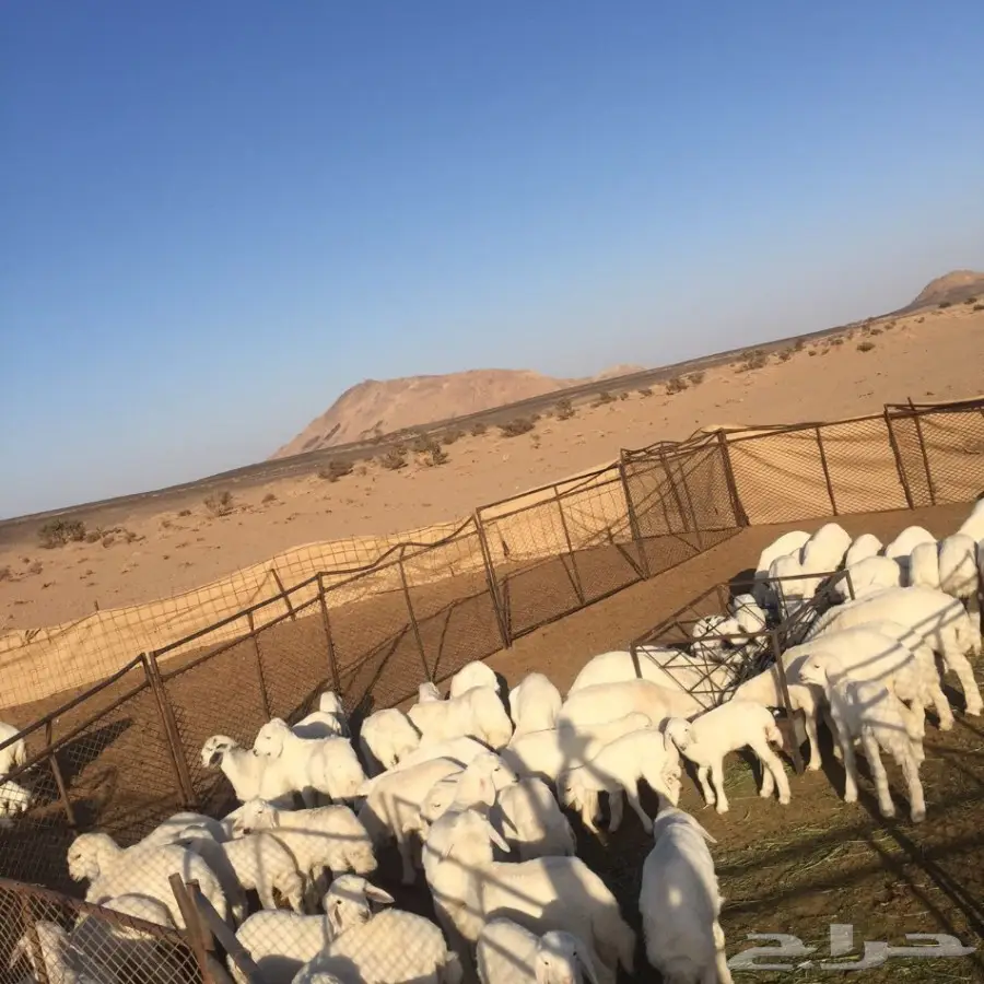 غنم للبيع (image 5)