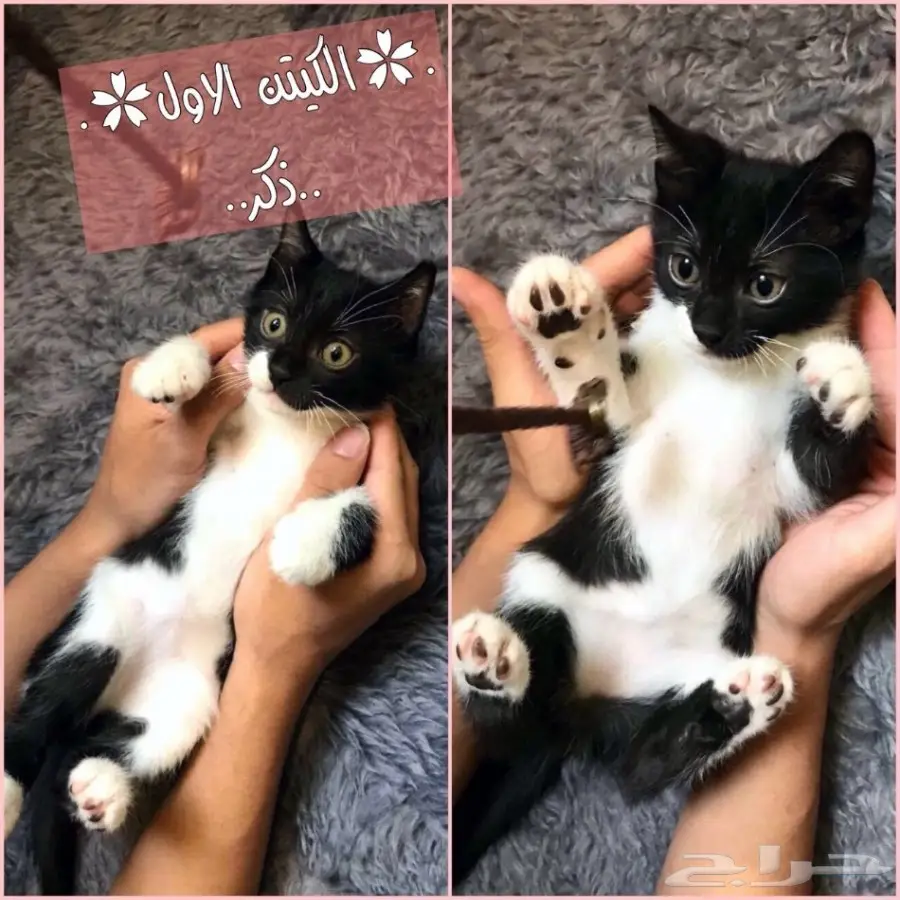 قطط كيتن شيرازي امريكي للبيع المستعجل