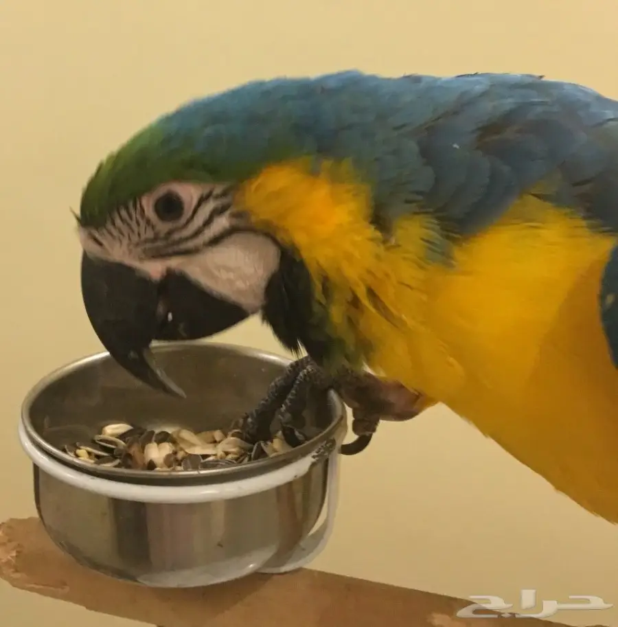 مكاو بغبغاء