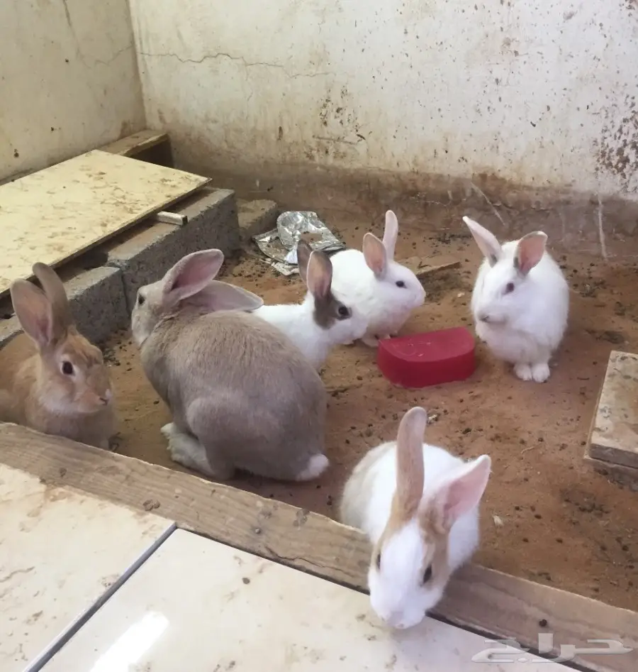 أرانب إنتاج للبيع (image 2)