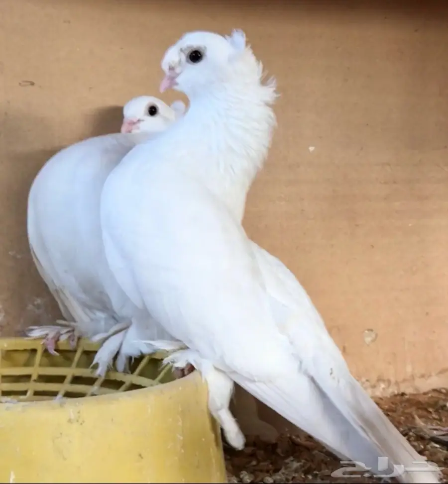 كورينقو منتح (image 4)