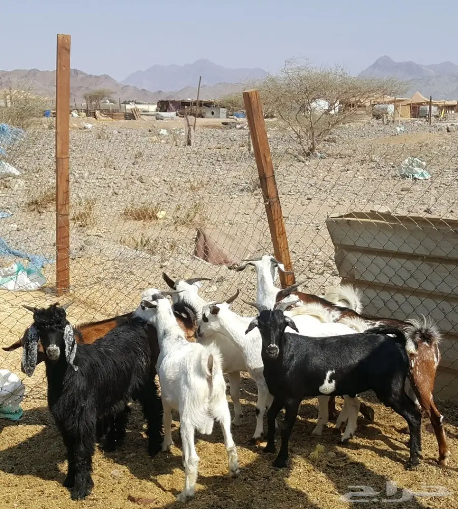 تيوس محايل عسير (image 6)