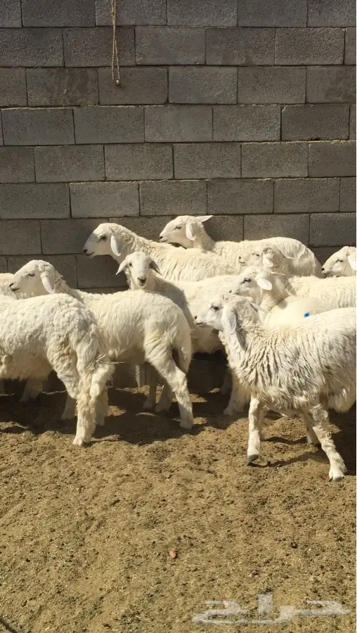 طليان ذبايح حري (image 3)