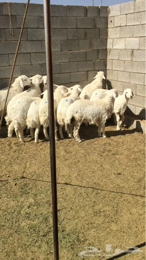 طليان ذبايح حري