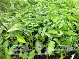 شتلات طماطم 