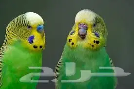 طيور الحب للبيع سعر الجوز 150 (image 1)