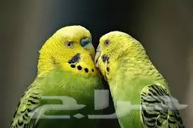 طيور الحب للبيع سعر الجوز 150 (image 2)