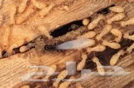 رش مبيدات مكافحة حشرات نمل ابيض صراصير فئران  (image 6)