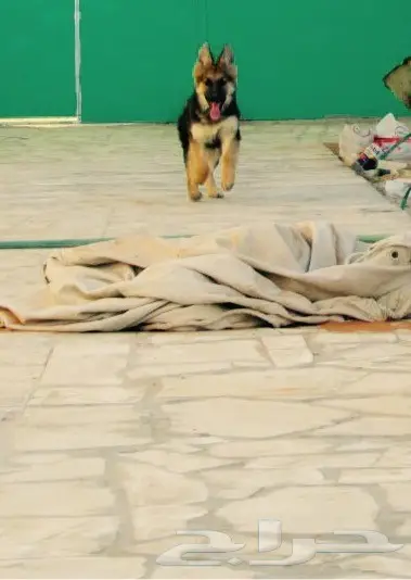 كلب جيرمن جوز بيور  (image 1)