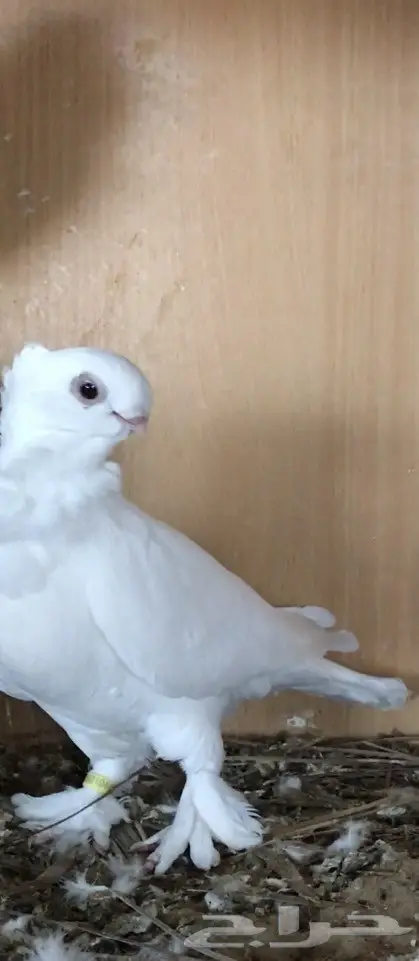 جوز بيور سانتونيت (image 3)