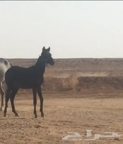 مهر شعبي للبيع  (image 1)