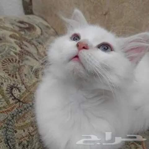 قط شيرازي للبيع مرح جدا (image 3)