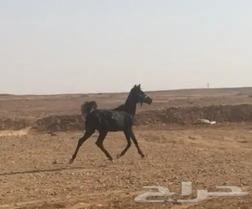 مهر شعبي للبيع  (image 2)