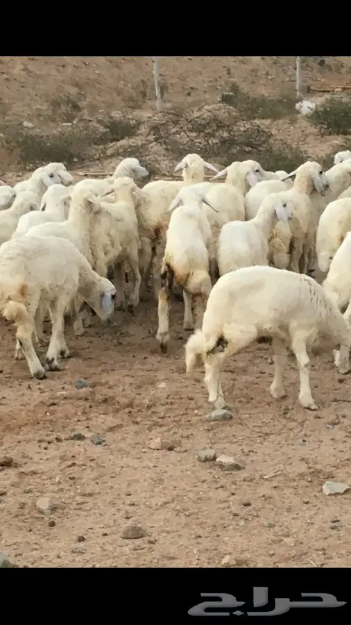 طليان حريه (image 5)