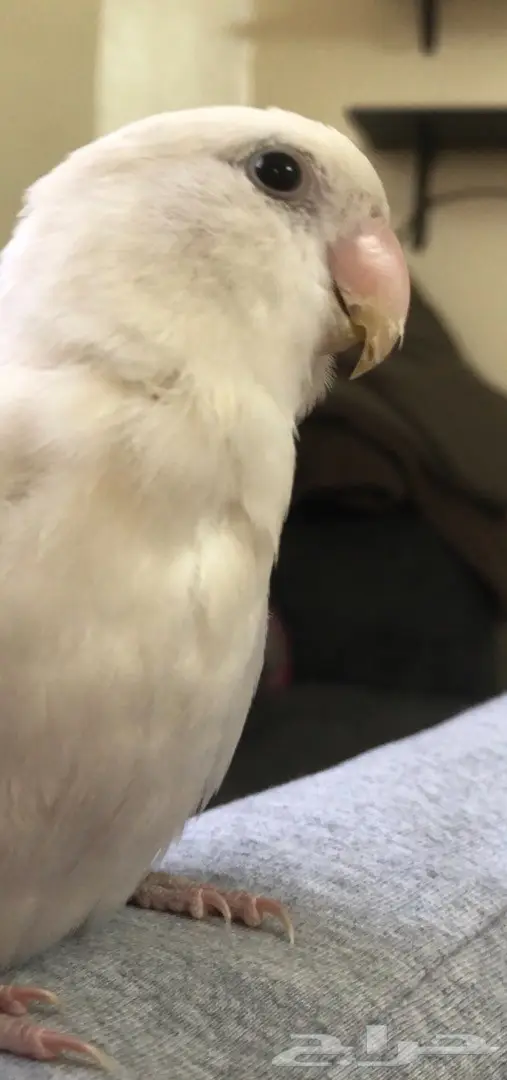 اصحاب الخبره في الطيور  (image 2)