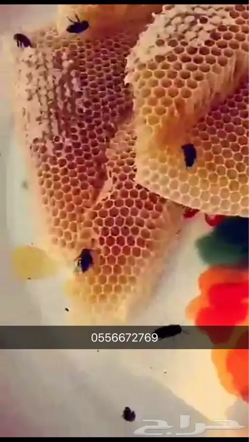 عسل أصلي.. سدر، سمر، وطلح – طبيعي ومضمون! (image 5)