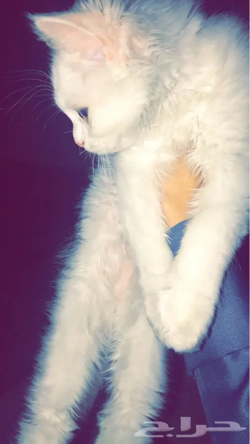 السعودية  الدمام