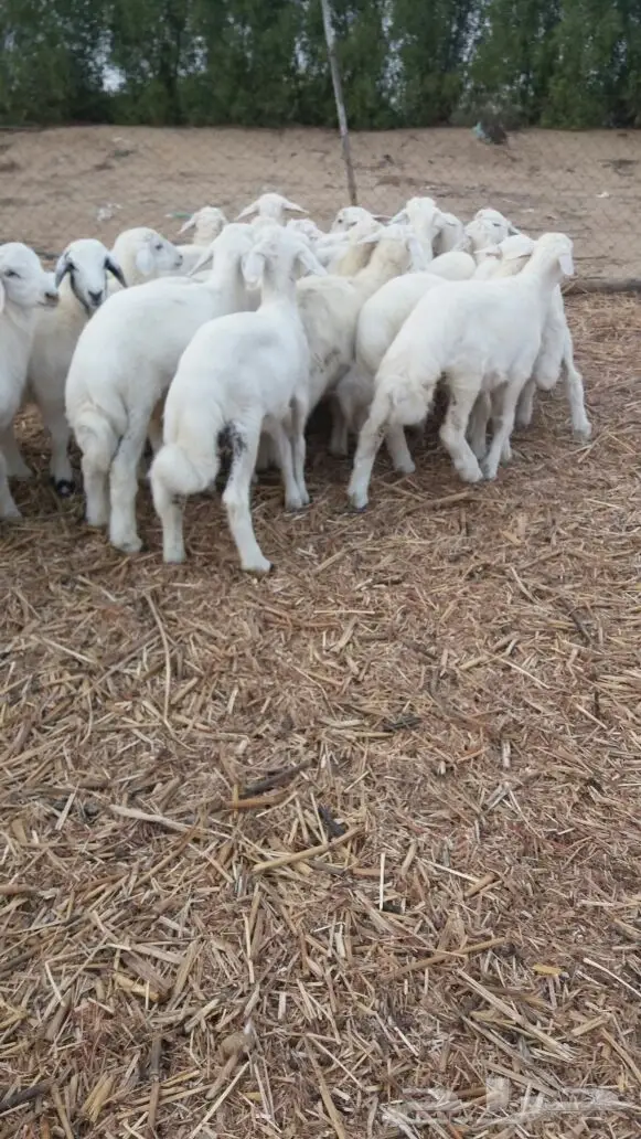 بهم حري نظيف شعره بيضاء وطرف وسمان (image 0)