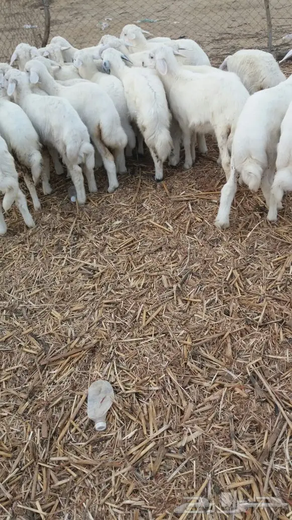 بهم حري نظيف شعره بيضاء وطرف وسمان (image 1)