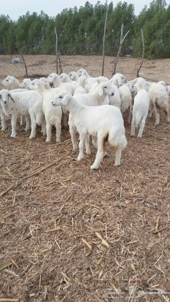 بهم حري نظيف شعره بيضاء وطرف وسمان (image 4)