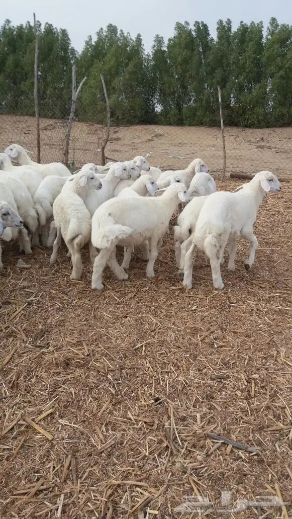 بهم حري نظيف شعره بيضاء وطرف وسمان (image 5)