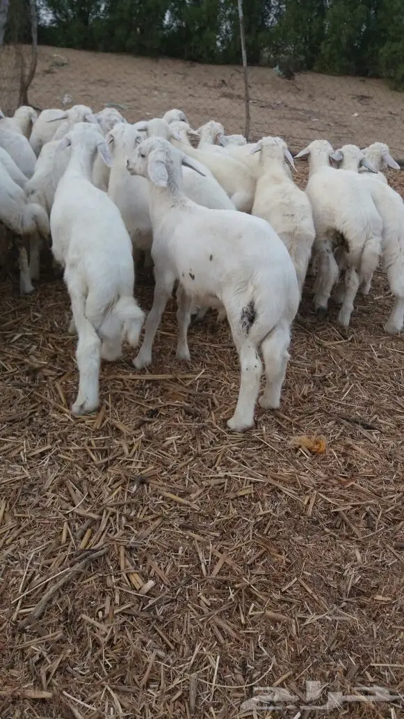 بهم حري نظيف شعره بيضاء وطرف وسمان (image 7)