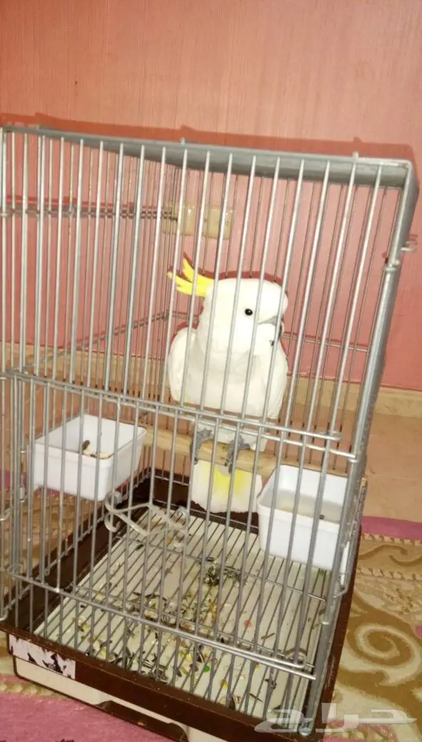 كوكاتو سلفر كرستد