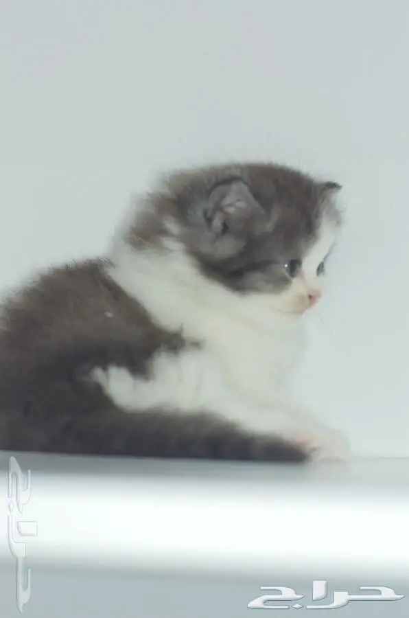 كيتن شيرازي مون فيس بيور