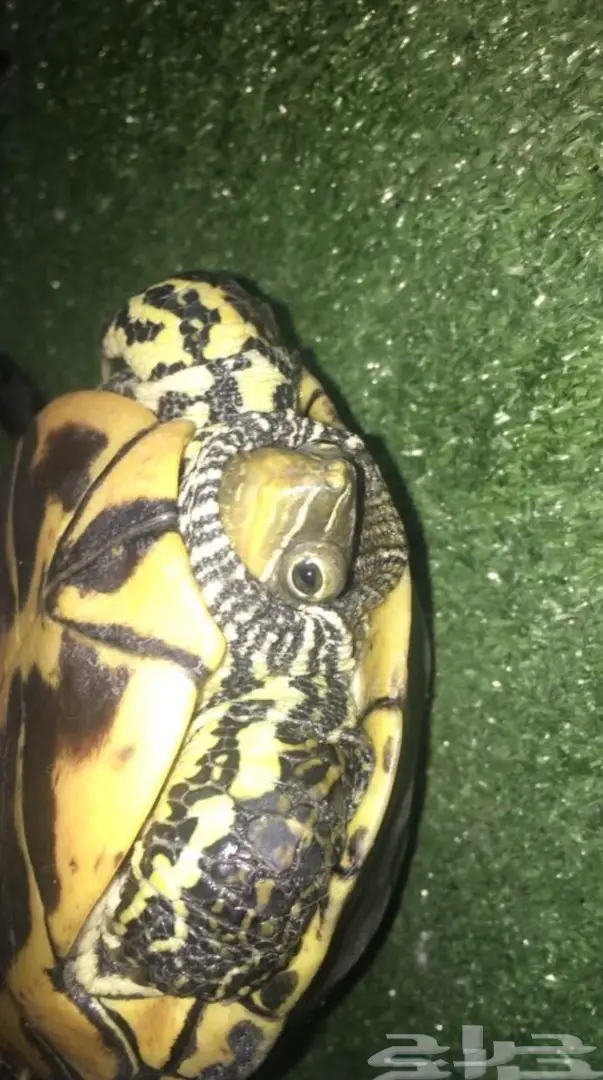 لبيع سلحفاة في الاحساء وبسعر رخيص