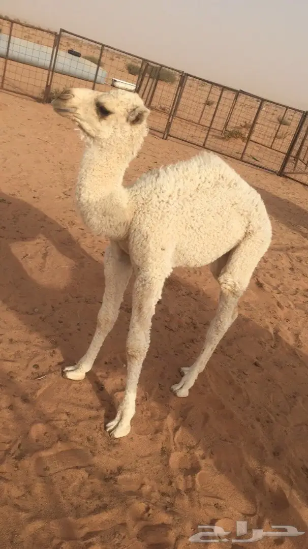 حوار قعود اوضح للضيار