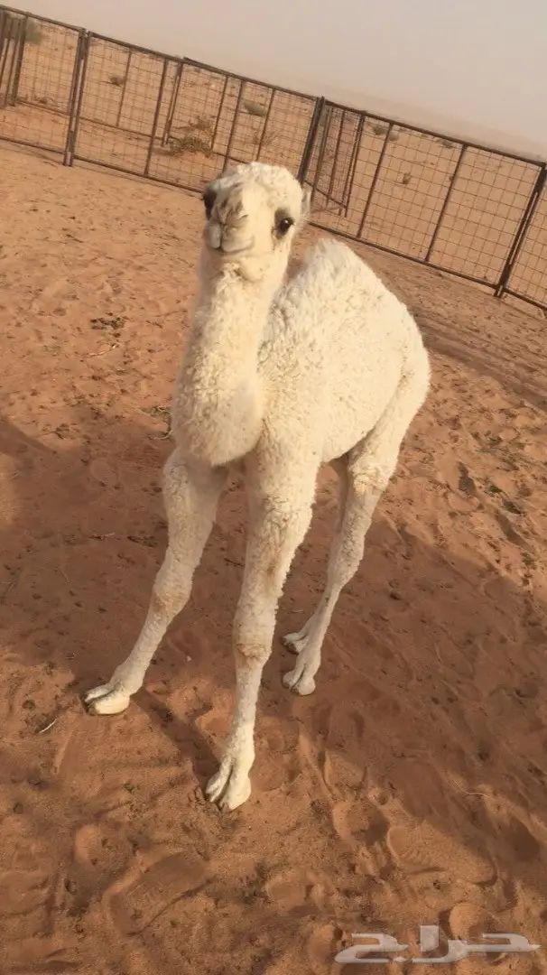 حوار قعود اوضح للضيار (image 1)