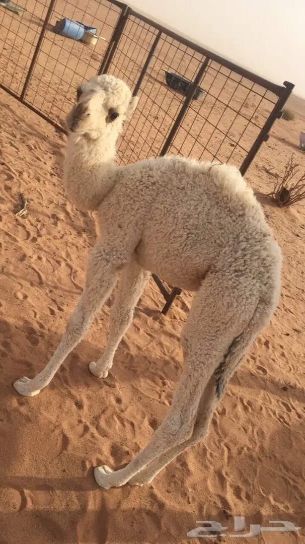 حوار قعود اوضح للضيار (image 2)