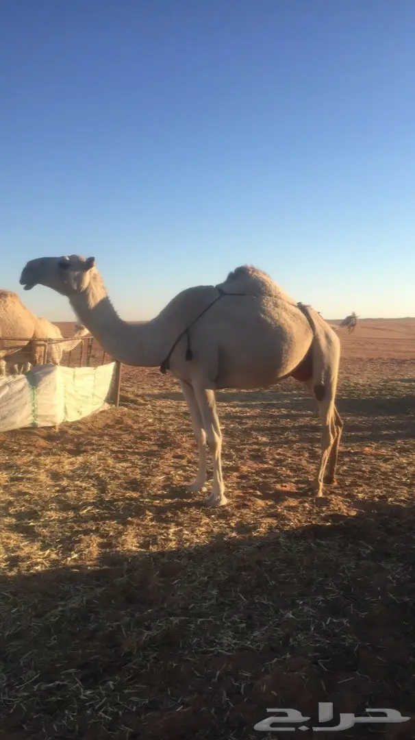 ناقه شقحا طيبه