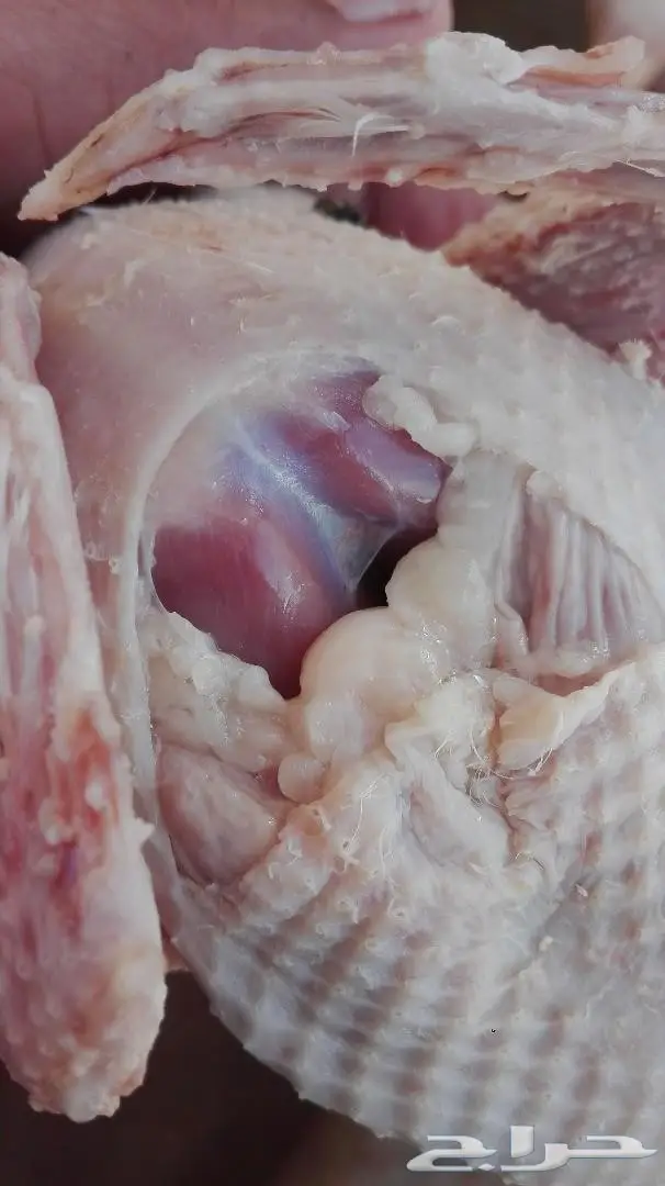 للبيع زغاليل