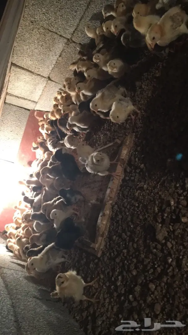 صيصان بلدي  (image 1)