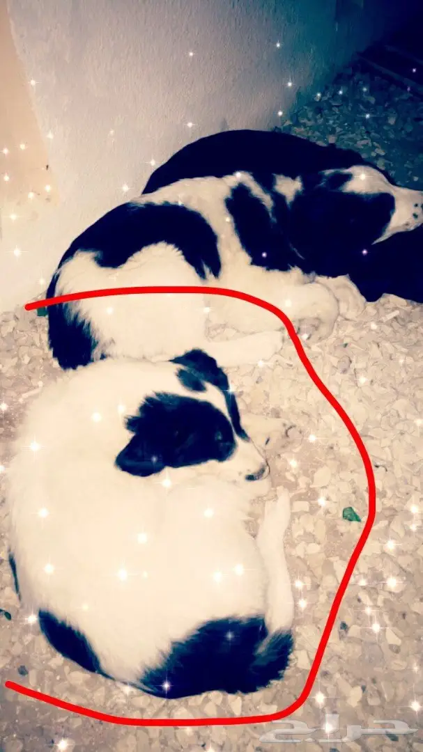 كلبه صغيره للببع 