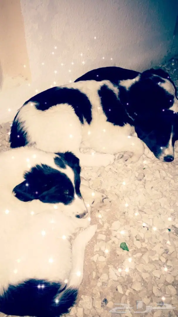 كلبه صغيره للببع  (image 1)