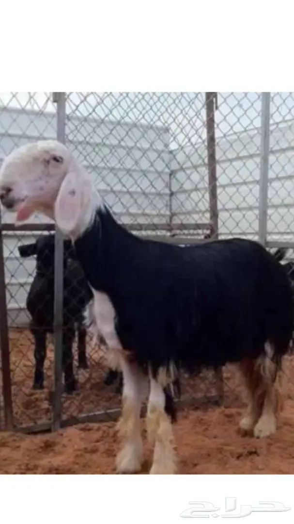 لأهل تبوك وضواحيها 