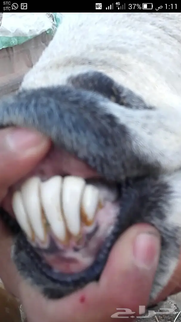 فحل حري كفو (image 1)