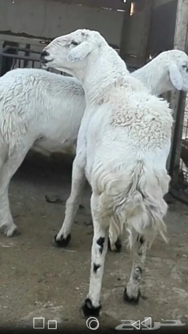 فحل حري كفو (image 2)