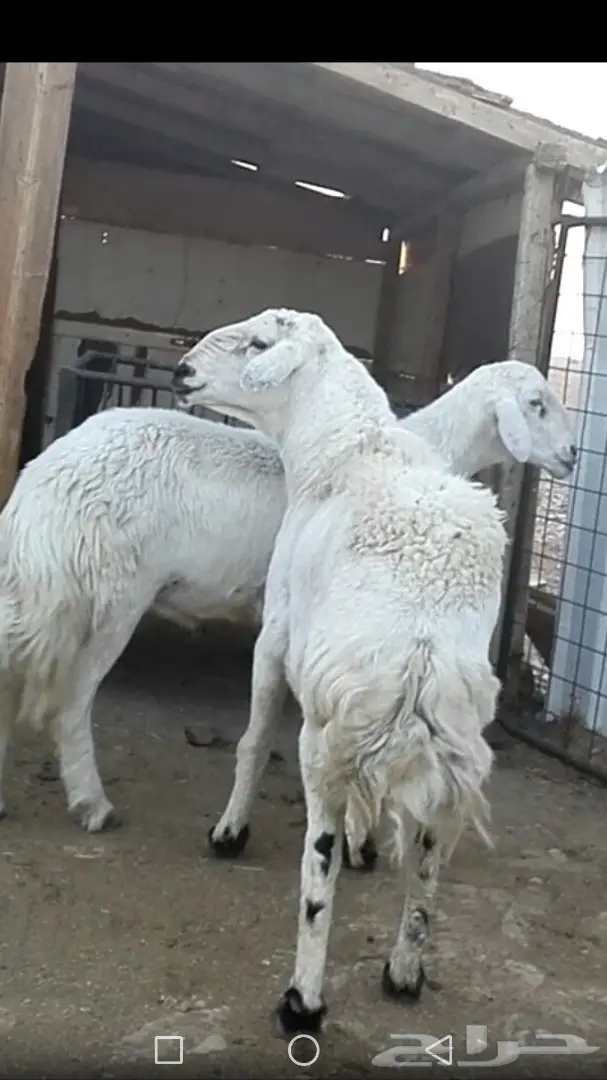 فحل حري كفو (image 3)