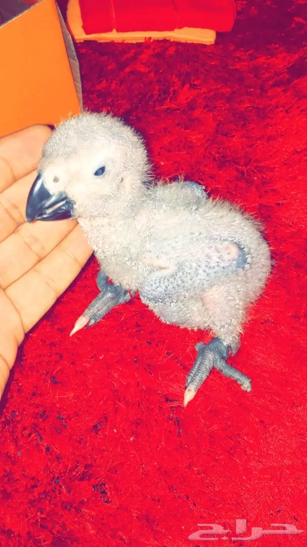 فرخ كاسكو غررر  (image 1)