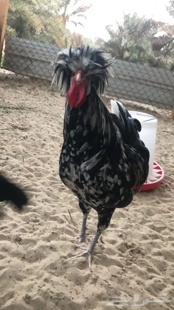 للبيع طبق بيض دجاج بولش فرنسي  (image 1)