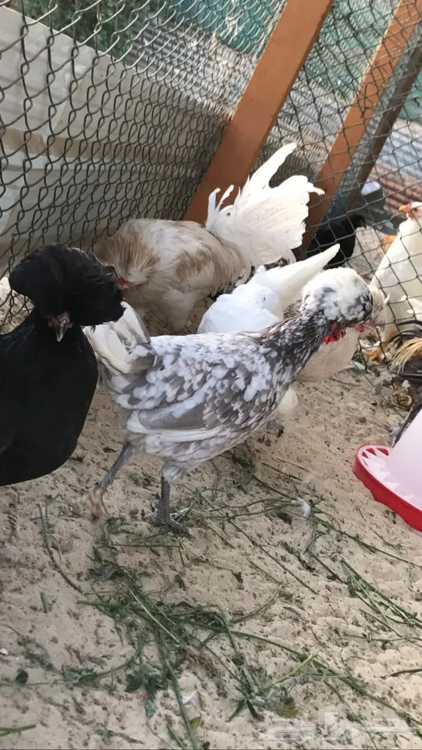 للبيع طبق بيض دجاج بولش فرنسي  (image 2)