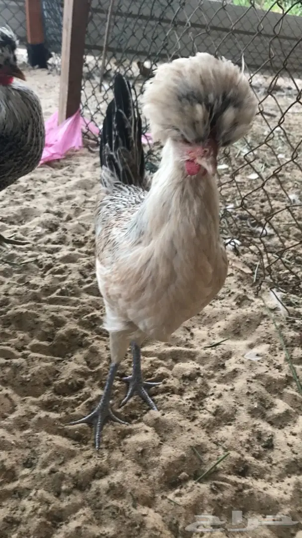 للبيع طبق بيض دجاج بولش فرنسي  (image 3)