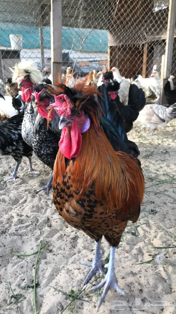 للبيع طبق بيض دجاج بولش فرنسي  (image 4)