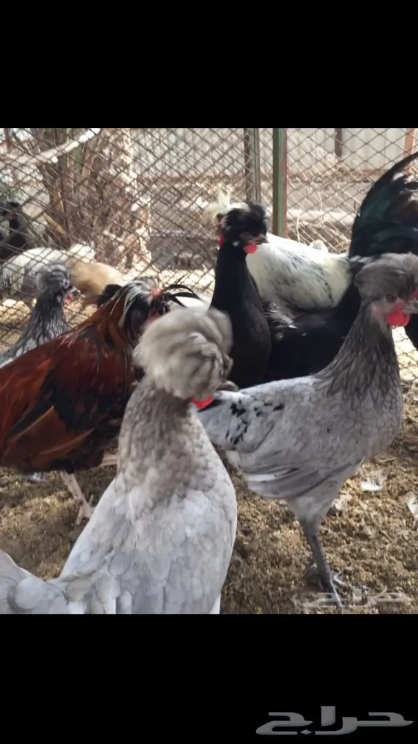 للبيع طبق بيض دجاج بولش فرنسي  (image 5)