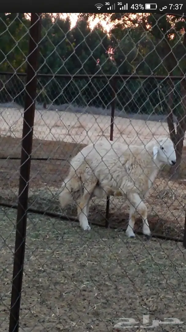 طلي حري مشروع فحل